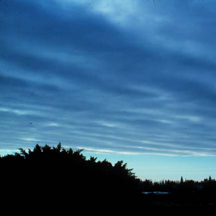 A broad low cloud layer above a dark tree line.
